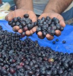 ZEYTİN AĞACI - Didim Zeytin Ve Zeytinyağında Markalaşmaya Gidiyor