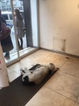 GİYİM MAĞAZASI - Soğuktan Donmak Üzere Sokak Köpeğine Sahip Çıktılar