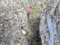 KEÇİ - 50 Metre Yükseklikte Mahsur Kalan Keçi Kurtarıldı