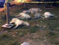 SOKAK KÖPEKLERİ - Ankara'daki katliamla ilgili gözaltı!