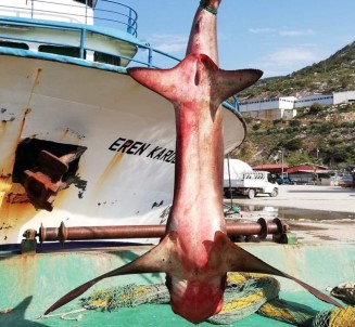 Hatay'da Yakalanan Köpek Balığı Nadir Görülen Tür Çıktı