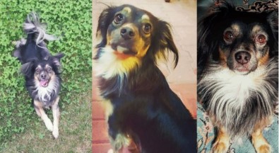 Kaybolan Ve Özel Halk Otobüsüne Binen Köpeğini Arıyor