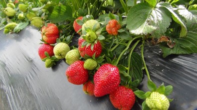 Mersin'de Açıkta Çilek Hasadı Başladı, Rusya Talebi Arttırdı