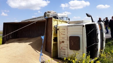 Şanlıurfa'da Arpa Yüklü Kamyon Devrildi