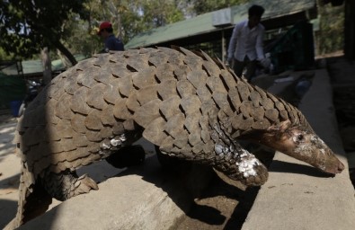 Singapur'da 38,7 Milyar Dolar Değerinde Karıncayiyen Pulu Ele Geçirildi