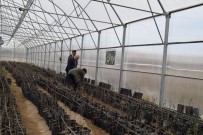 VAN YÜZÜNCÜ YıL ÜNIVERSITESI - Van'daki Yerel Meyve Ve Sebzeler Koruma Altına Alınıyor