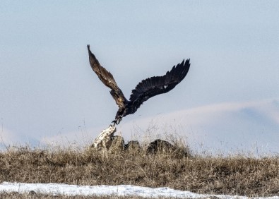 Doğanın Çöpçüsü 'Akbabalar' Kars'ta Görüntülendi