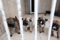 KATLIAM - Başkan Yaşar'dan Batıkent'te Öldürülen Köpeklerle İlgili Açıklama