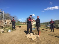 Çalınan Kangal Köpeği Ve Kuzular Bulundu