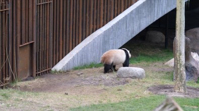 Danimarka Kraliçesi, Çin'den Getirilen Dev Pandaları Ziyaret Etti