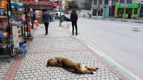 SOKAK KÖPEKLERİ - Herkes Onu 'Öldü' Zannetti Gerçek Kısa Sürede Anlaşıldı