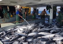 TROL - Ordulu Balıkçılar Açıklaması '15 Nisan'dan Sonra Tezgahlardaki Bolluk Devam Edecek'