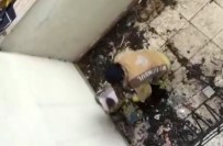 ORMANA - (Özel) Ormanlık Alanda Aç Kalan Kirpi İlçe Merkezine İndi