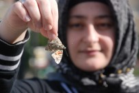 Tokat'ta Kelebeklerin Göçü Haberi