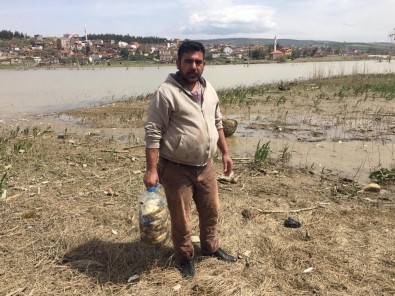 Bursa'da On Binlerce Balık Kıyıya Vurdu
