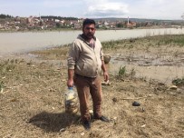 BOĞAZKÖY - Bursa'da On Binlerce Balık Kıyıya Vurdu