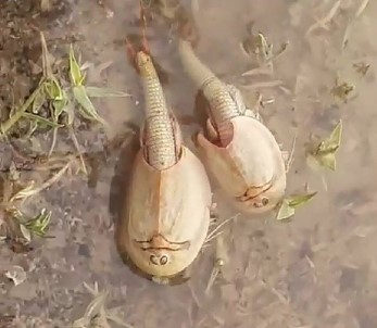 İran'da Bulundu Açıklaması 200 Milyon Yıllık !