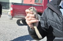 VAN YÜZÜNCÜ YıL ÜNIVERSITESI - (Özel) Bitkin Bulunan Ağaç Yediuyuru Tedavi Altına Alındı