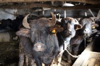 KEÇİ - Samsun Manda Sayısında Türkiye 1'İncisi, Büyükbaşta İse Türkiye 9'Uncusu