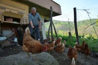 KÖY YUMURTASI - Torunları İçin Tavuk Besliyor