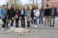 CUMHURİYET MEYDANI - (Pazar)Üniversite Öğrencileri Sokak Hayvanlarını Unutmadı