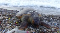 CARETTA CARETTA - Dev Caretta Caretta Ölüsü Sahile Vurdu