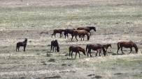 Kars'ta Yılkı Atları Görüntülendi