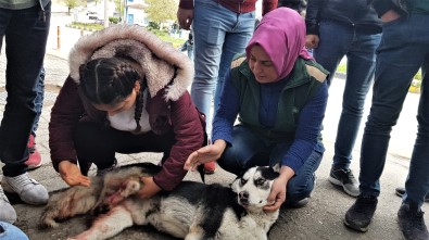 Otomobili İle Çarptığı Köpeğin Başında Dakikalarca Bekledi