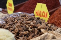 ZERDEÇAL - (Özel) Bahar Nezlesinin Şifası Havlıcan