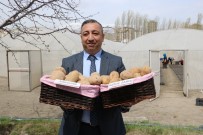 Türkiye'ye 2 Milli Patates Çeşidi Daha Tescillendi