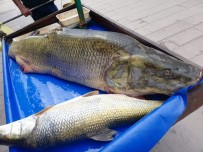 TURNA BALIĞI - Çayda Yakalanan 120 Kilogramlık Balık Görenleri Şaşırttı