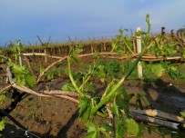 HASAR TESPİT - Dolu Yağışı Üzüm Bağlarını Vurdu