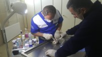 FATİH ÇİFTÇİ - Hasta Kediler Tedavi Altına Alındı