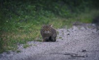 VAŞAK - (Özel) Yaban Kedisi Bursa'da Görüntülendi