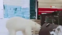KUTUP AYISI - Rusya'da Aç Kalan Ayı Şehre İndi