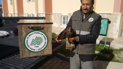 Van'da Yaralı Kuşlar Tedavi Altına Alındı