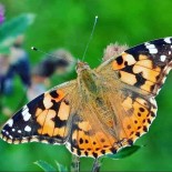 EBEGÜMECI - 'Vanessa' Kelebeği Zararsız