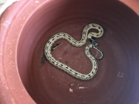 KALIFORNIYA - Yasa Dışı Yollardan Getirdiği Kaliforniya Kral Yılanı'nı Sosyal Medyadan Satışa Çıkardı