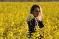 TRAKYA - Trakya'nın Yeni 'Sarı Gelini' Kanola