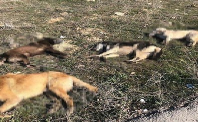 Ankara'da 4 Köpek Daha Zehirlenerek Telef Edildi