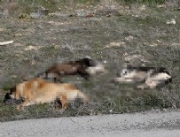 KİMYASAL MADDE - Başkent'te bir köpek zehirlenme vakası daha