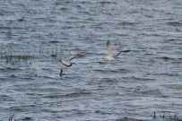 BEYŞEHIR GÖLÜ - Beyşehir Gölü'nde Martıların Balık Mücadelesi