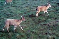 BİYOLOJİK ÇEŞİTLİLİK - Elazığ'da 'Fotokapanla' Dağ Keçileri Görüntülendi