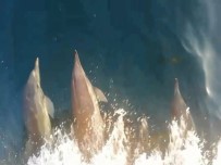 YUNUSLAR - Sevimli Yunuslar Balıkçı Teknesiyle Yarıştı