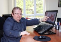 NAPOLI - Bilim İnsanlarının Yıllardır Aradığı 'Yitik Lale' 2023'Te Amasya'ya Dönüyor