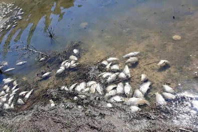 Girdev Gölü'nde Binlerce Balık Telef Oldu