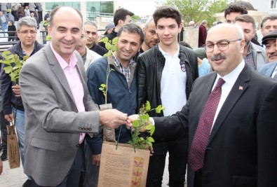 Kandil Fidanları Aydın'ı Yeşertecek