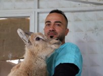 MUNZUR VADİSİ - Kayalıklardan Düşen Dağ Keçisi Tedavi Altına Alındı