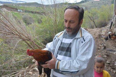 Korkudan Horoz Bile Dile Geldi