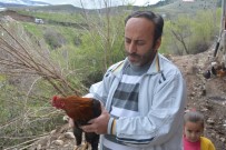 Korkudan Horoz Bile Dile Geldi